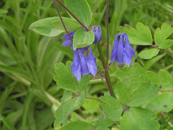  Image name: aquilege vulgaris3.jpg 
 width: 567 pixel 
 height: 425 pixel 
 Size: 50884 bytes 
 Click to enlarge 